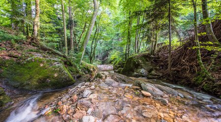 Schönauklamm im Naturpark Pöllauer Tal in der Oststeiermark  | ©  Oststeiermark Tourismus | Helmut Schweighhofer