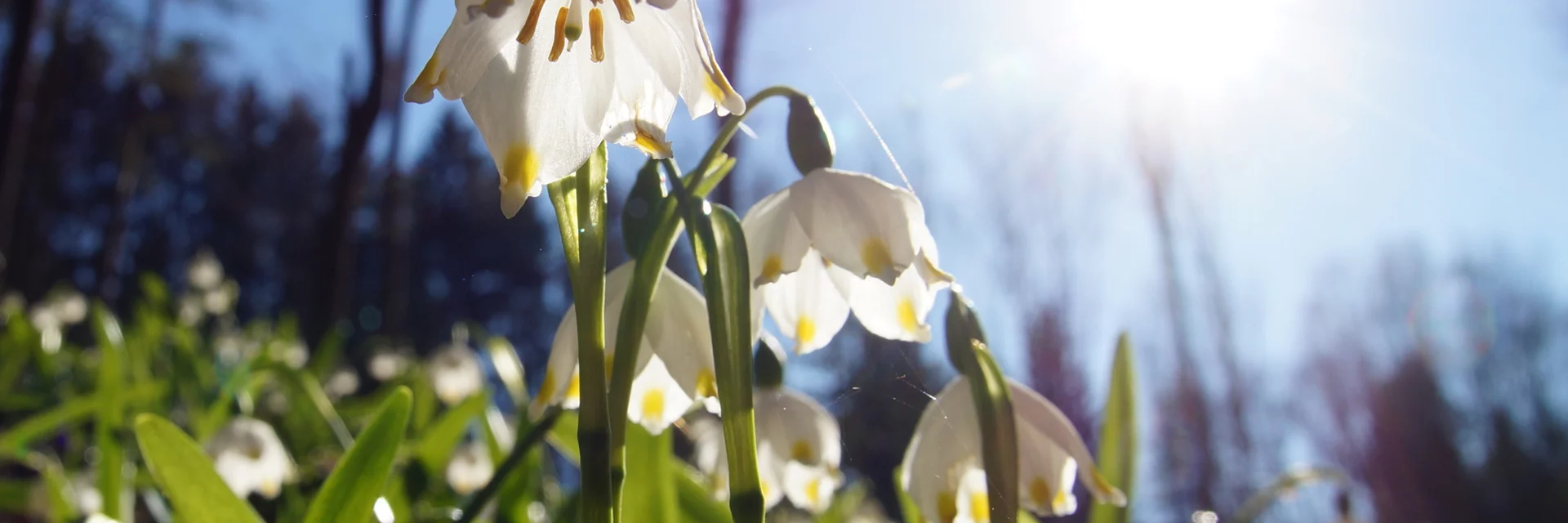 Frühlingskontenblumen im Mühlwald | © Oststeiermark Tourismus | Archiv Infozentrum Gutenberg-Raabklamm Frühlingskontenblumen im Mühlwald | © Oststeiermark Tourismus | Archiv Infozentrum Gutenberg-Raabklamm