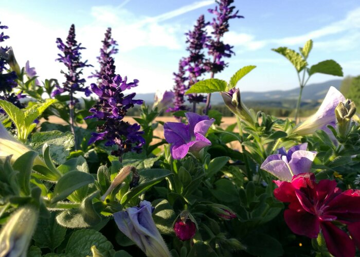 Flower bed on the Styrian Flower Rroad | © TV Oststeiermark | Birgit Kandlbauer
