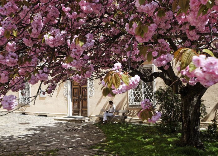 Flowering tree on the church square of Hartberg | © TV Oststeiermark | Bernhard Bergmann