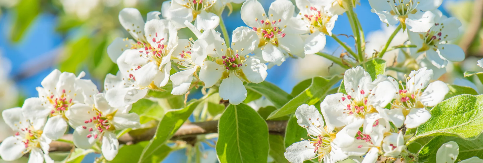Deer pear blossom in spring in eastern Styria | © TV Oststeiermark | Helmut Schweighofer