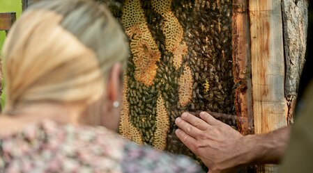 Bienen Waben am Pöllauberg in der Oststeiermark | © Oststeiermark Tourismus | Lang-Bichl - RKP