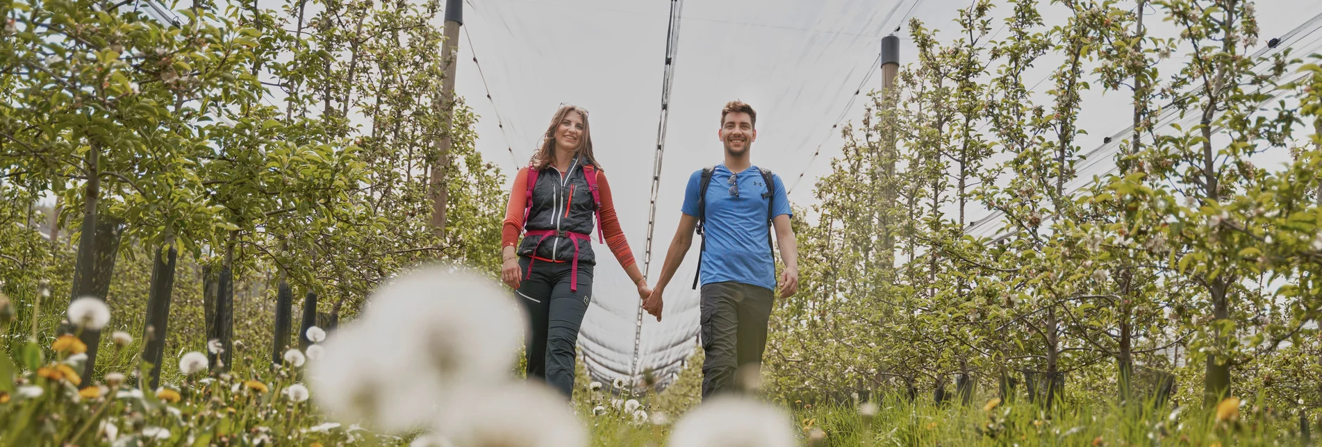 Wandern durch die Apfelgärten in Puch bei Weiz in der Oststeiermark | ©  Oststeiermark Tourismus | Markus Lang-Bichl