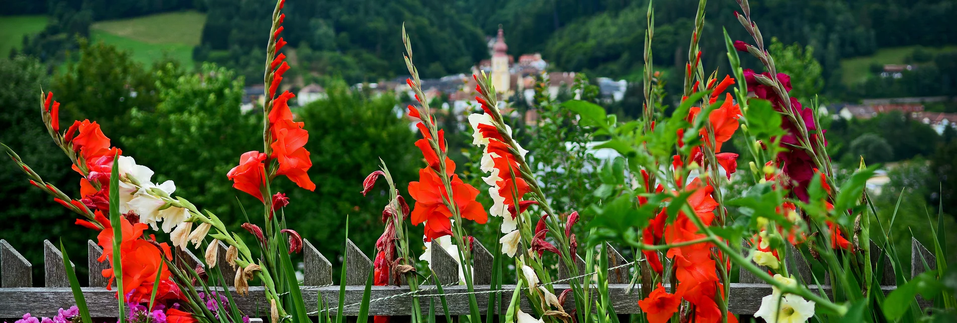 Blumen und Anger im Hintergrund | © Oststeiermark Tourismus | Christian Strassegger