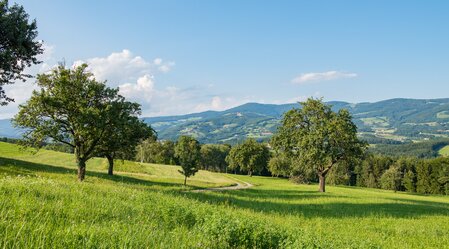 Naturpark Landschaft im Pöllauer Tal | © TV Oststeiermark | Helmut Schweighofer