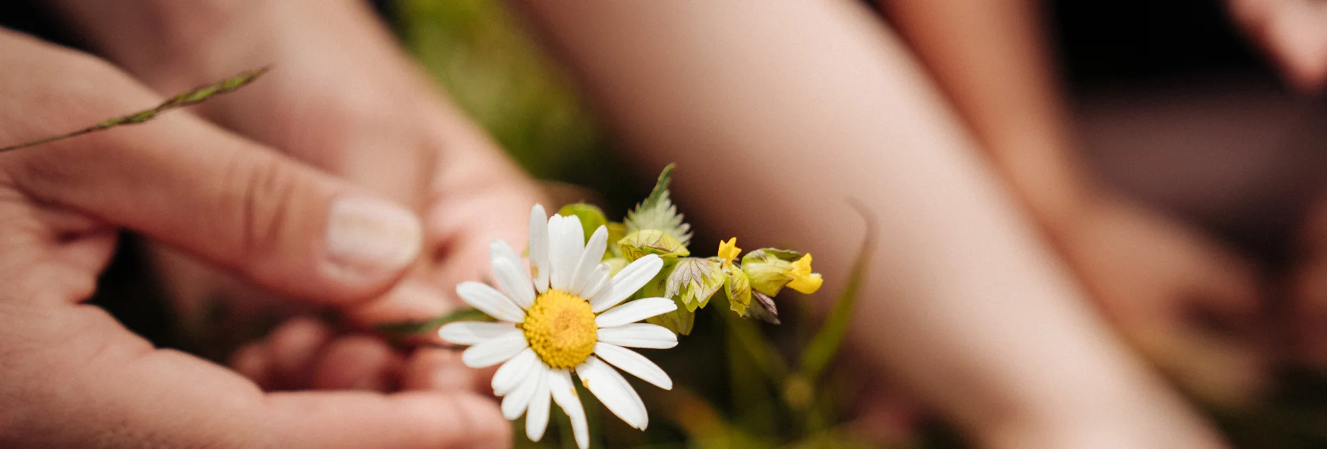 Camomile in the Almenland Nature Park | © 
Oststeiermark Tourismus | studiodraussen