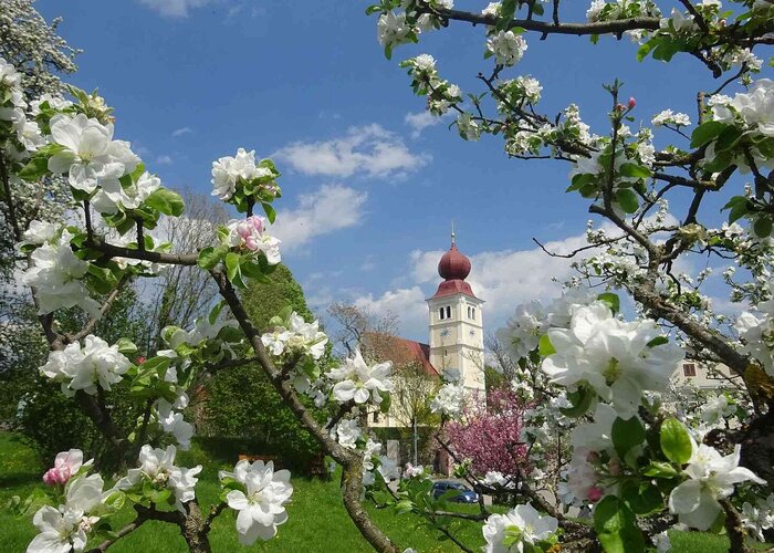Apfelblütenfest an der Steirischen Apfelstraße | © Oststeiermark Tourismus | Walter Schneider