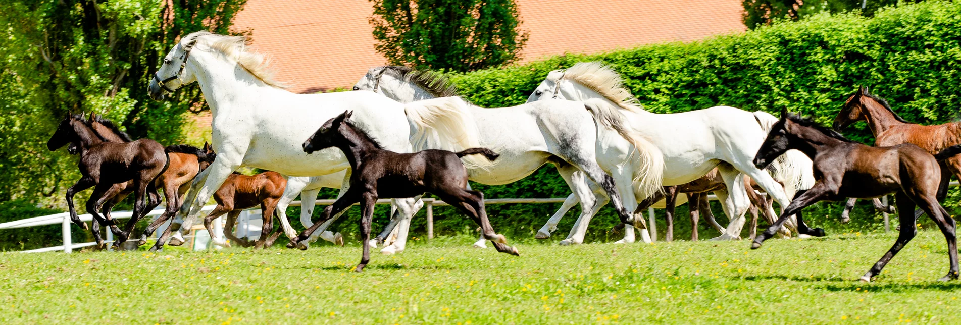 Lipizzanergestüt Piber | © TV Region Graz | Mias Photoart