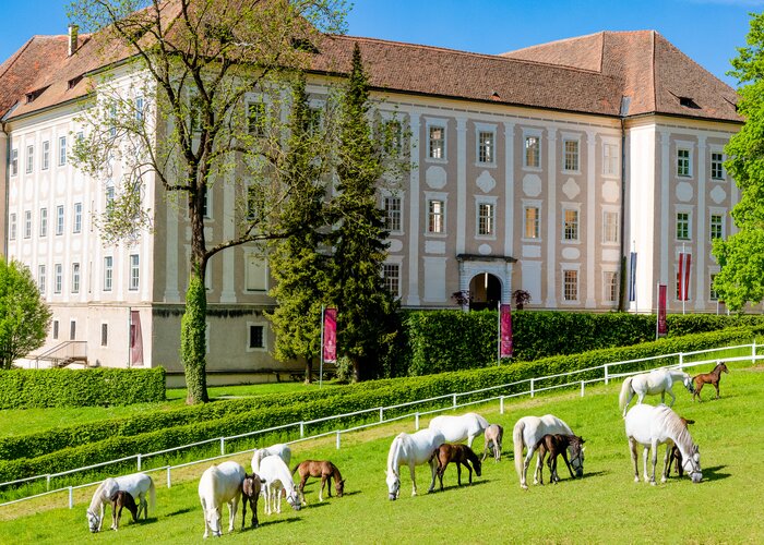 Lipizzanergestüt Piber | © TV Region Graz | Mias Photoart