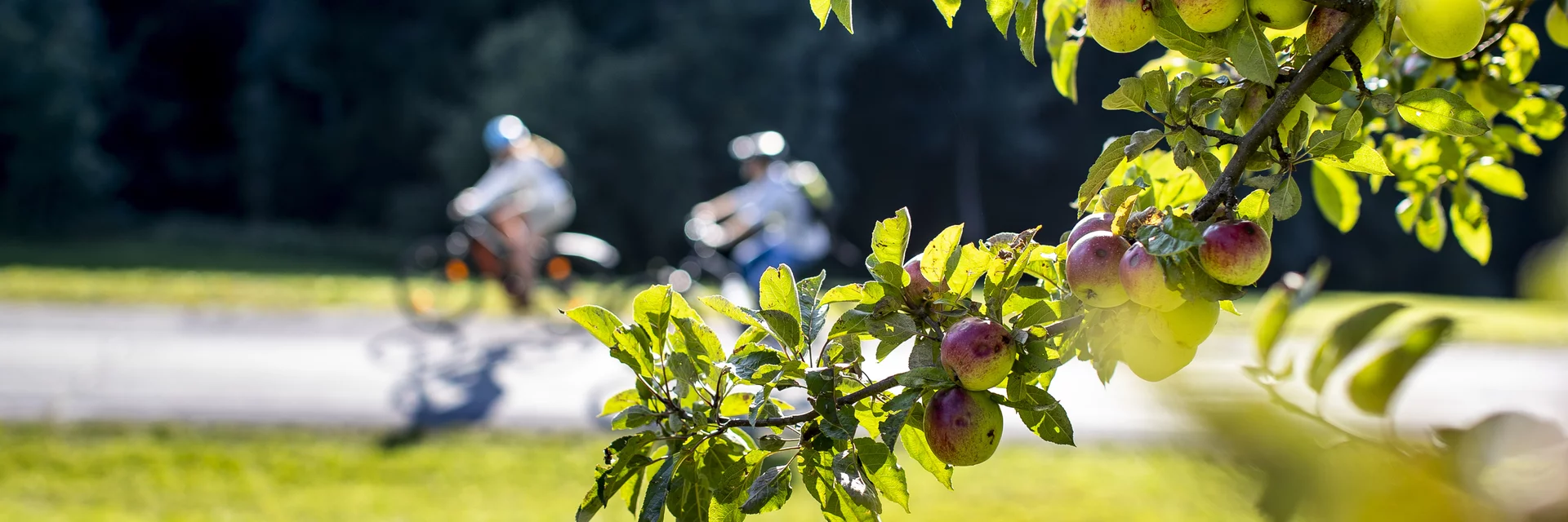 Radfahren entlang von Streuobstgärten | © STG | Tom Lamm Radfahren entlang von Streuobstgärten | © STG | Tom Lamm