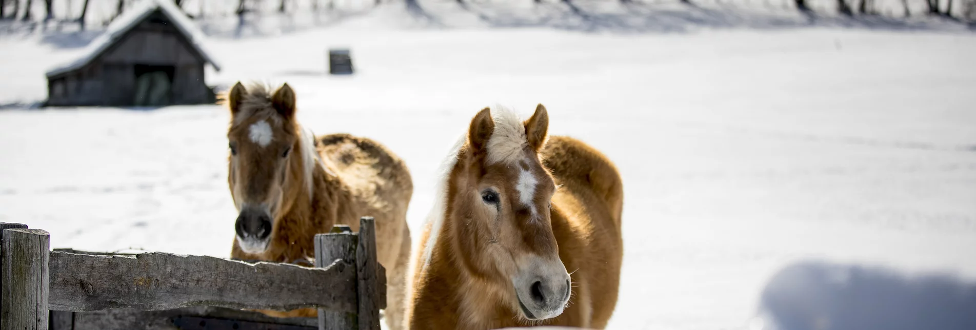 Haflinger horses on the meadow | © Steiermark Tourismus | Tom Lamm Haflinger horses on the meadow | © Steiermark Tourismus | Tom Lamm