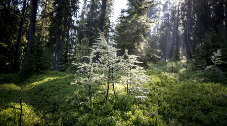 Green power | © Steiermark Tourismus | Tom Lamm