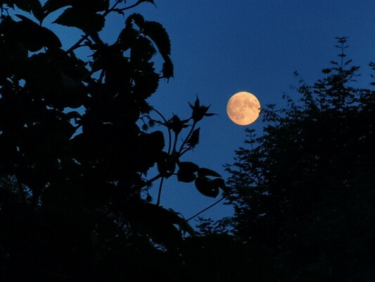 Vollmond über dem Rabenwald_Pöllau_Oststeiermark | © Alpenkräutergarten Käfer