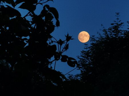Vollmond über dem Rabenwald_Pöllau_Oststeiermark | © Alpenkräutergarten Käfer