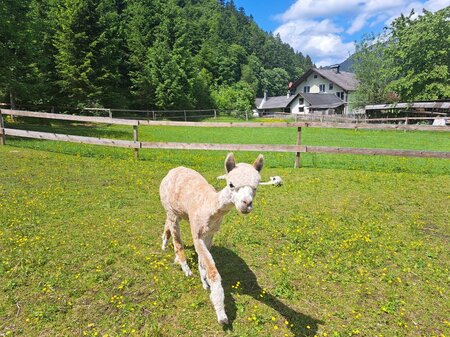 Grimming Alpakas, Tauplitz, Alpakanachwuchs | © Familie Müller