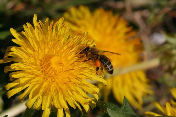 Beekeeping Kreiner_Dandelion_Eastern Styria | © Imkerei Kreiner