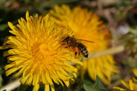 Beekeeping Kreiner_Dandelion_Eastern Styria | © Imkerei Kreiner