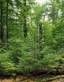 Klimawandel | Johannes Poetscher