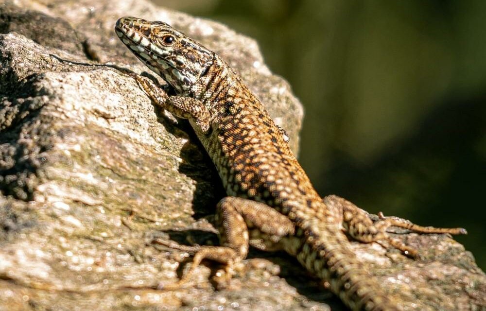Nature Worlds Styria_Reptile_Eastern Styria | © Naturwelten Steiermark