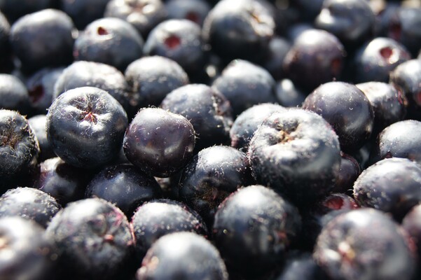 Nickls Aronia_Berries_Eastern Styria | © Familie Ponsold