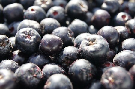Nickls Aronia_Berries_Eastern Styria | © Familie Ponsold