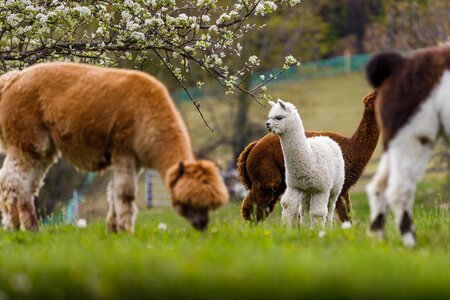 Frühling_Ganster_Oststeiermark