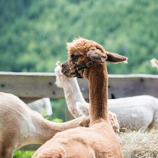 Wieserhof-Alpaka-Murtal-Steiermark | © Anita Fössl