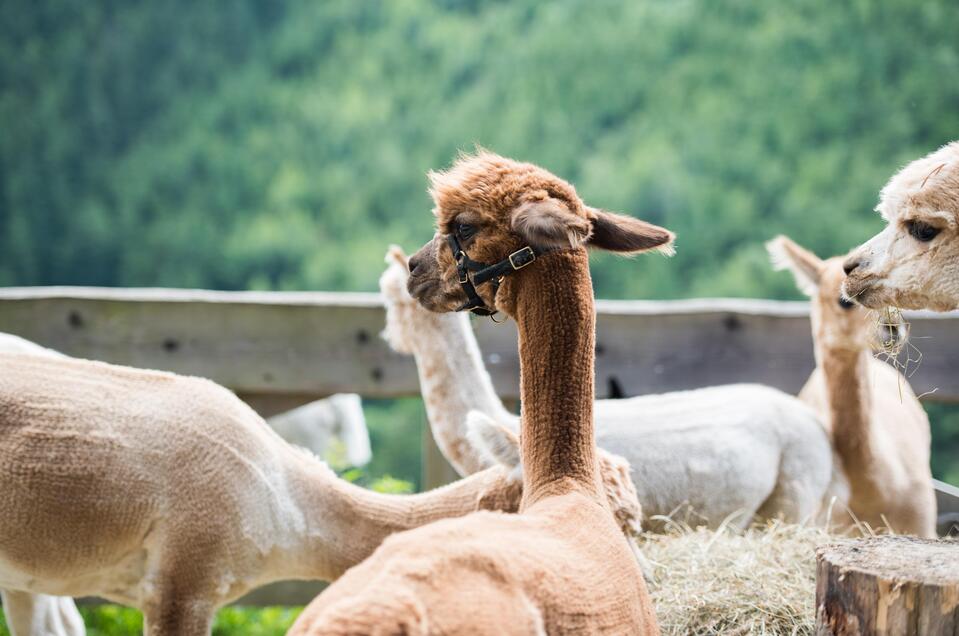 Wieserhof-Alpaka-Murtal-Steiermark | © Anita Fössl