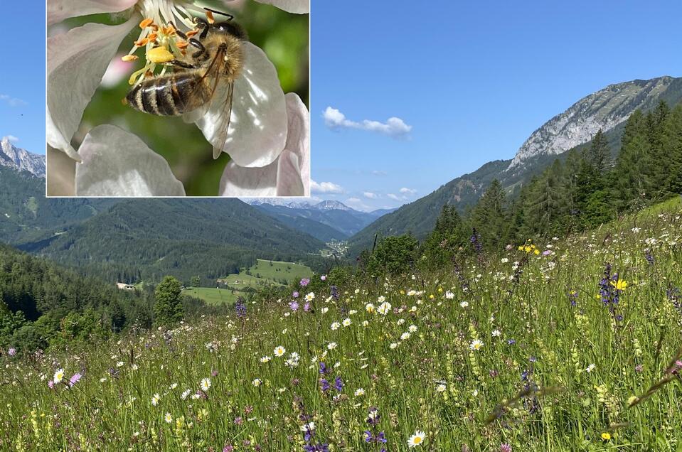 Bienenwanderung in der Waldheimat - Bewegung trifft Biodiversität - Impression #1