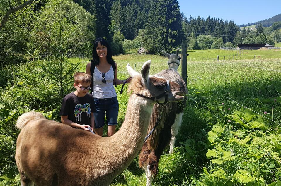 Lamawanderung mit Kids | © Lama-Touren auf der Alm-Orso-Gigleitner