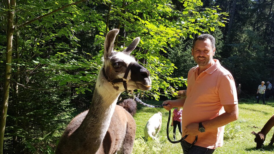 Lama Bruno | © Lama-Touren auf der Alm