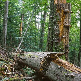 Wald