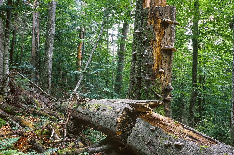 Wald