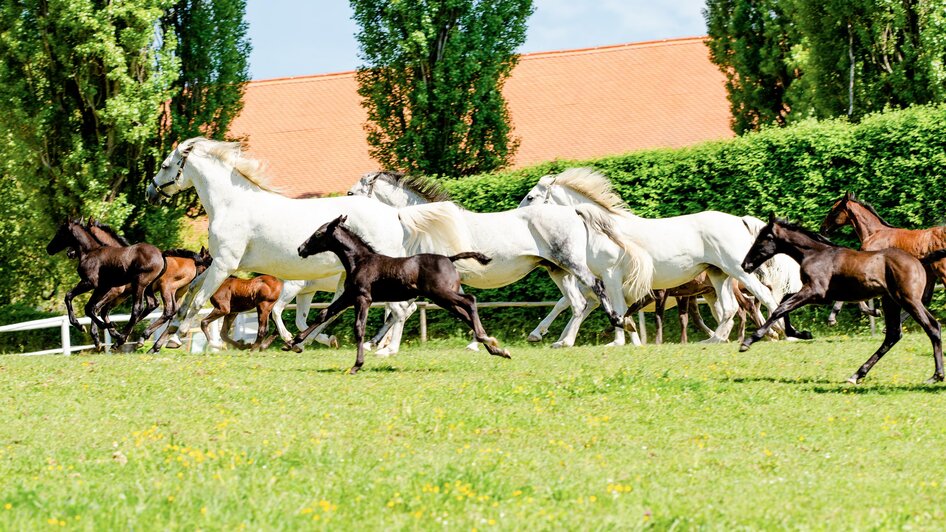 Lipizzanergestüt Piber | © Region Graz-Mias Photoart