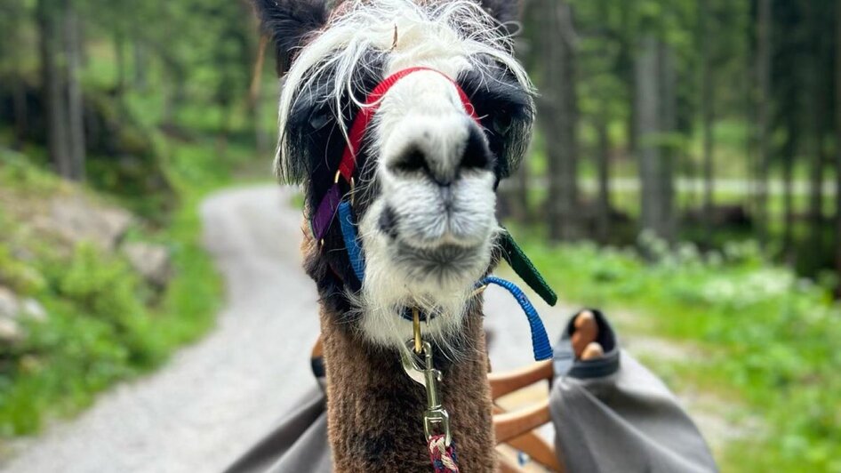 Lama | © Friedam