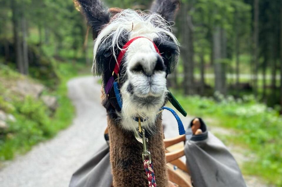 Lama | © Friedam