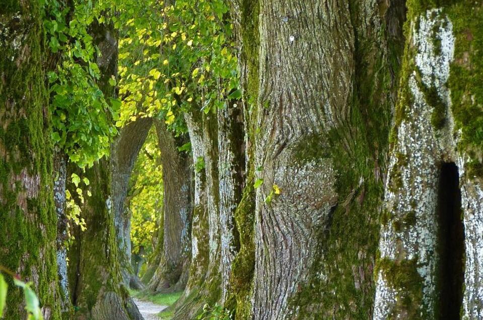 Wald | © Pixabay