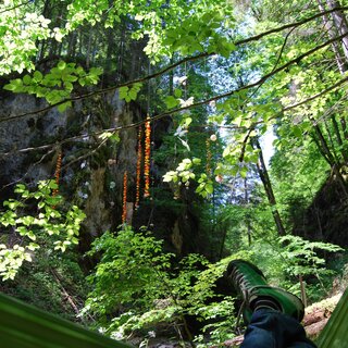 Beim Waldbaden runterkommen | © Daniela Paul