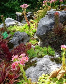  Alpine Garden, Bad Aussee, robust alpine flower | © Anna Steiner | Anna Steiner | © Anna Steiner