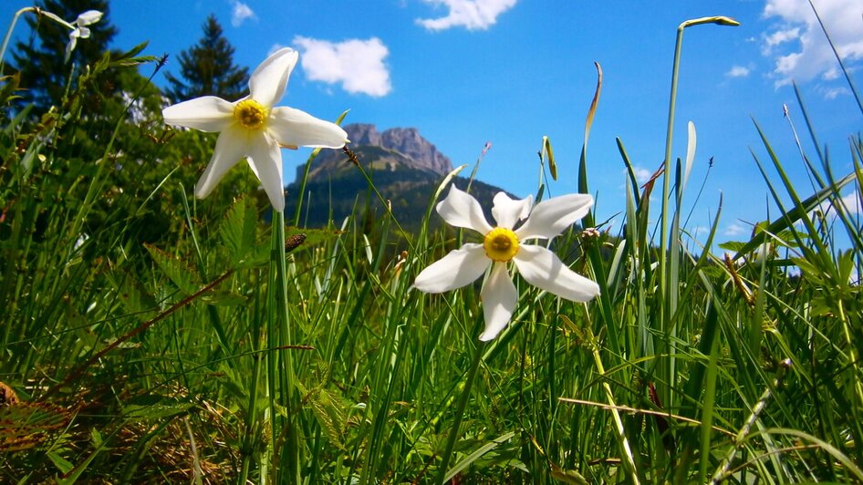 Narzissen at Loser in Altaussee | Loser Bergbahnen/M. Raich | © Loser Bergbahnen/M. Raich Narzissen am Loser in Altaussee | © Loser Bergbahnen/M. Raich
