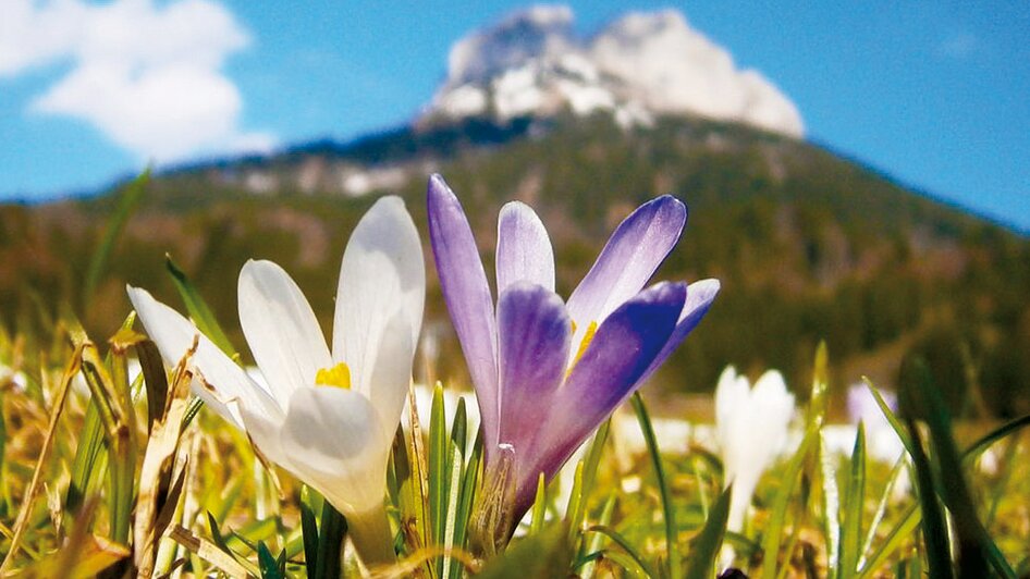 Spring at the Loser in Altaussee | Loser Bergbahnen/M. Raich | © Loser Bergbahnen/M. Raich Frühling am Loser in Altaussee | © Loser Bergbahnen/M. Raich