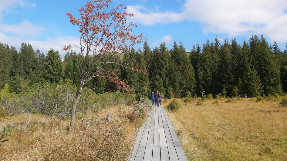 Moorlehrpfad_Wald und Steg_Oststeiermark | © Tourismusverband Oststeiermark