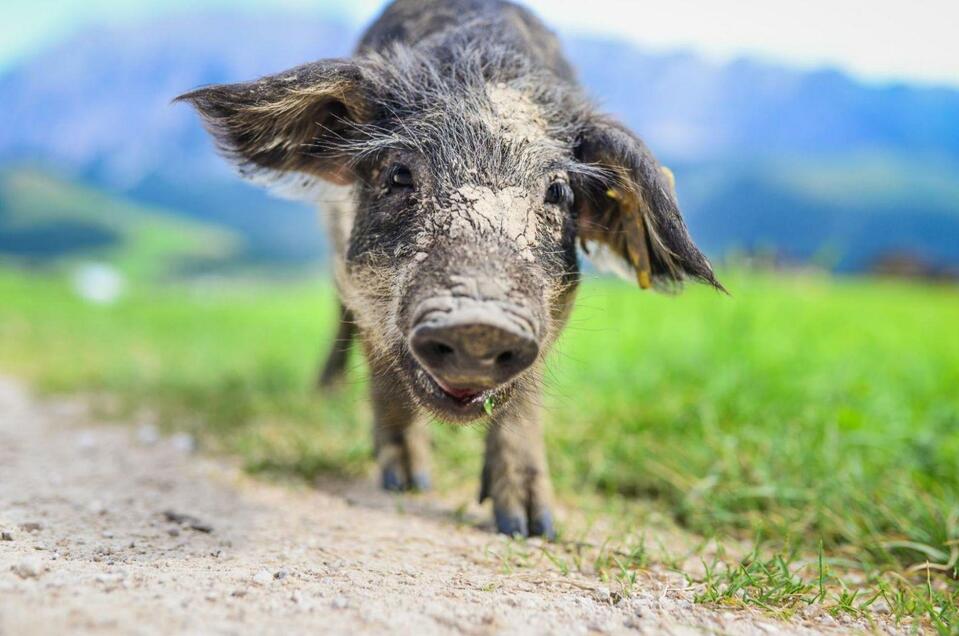 Delicacies of the mangalitza pig - Impression #1 | © TVB Ausseerland Salzkammergut_Jacqueline Korber