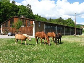 Reitsportzentrum_Pferde auf der Wiese_Oststeiermar | © Reitsportzentrum
