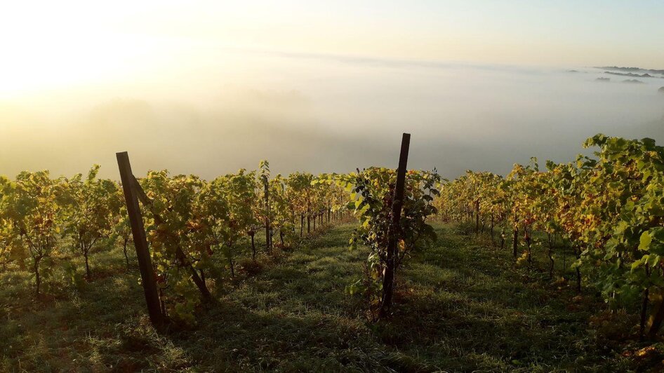 Weingarten | © Wein von Totter