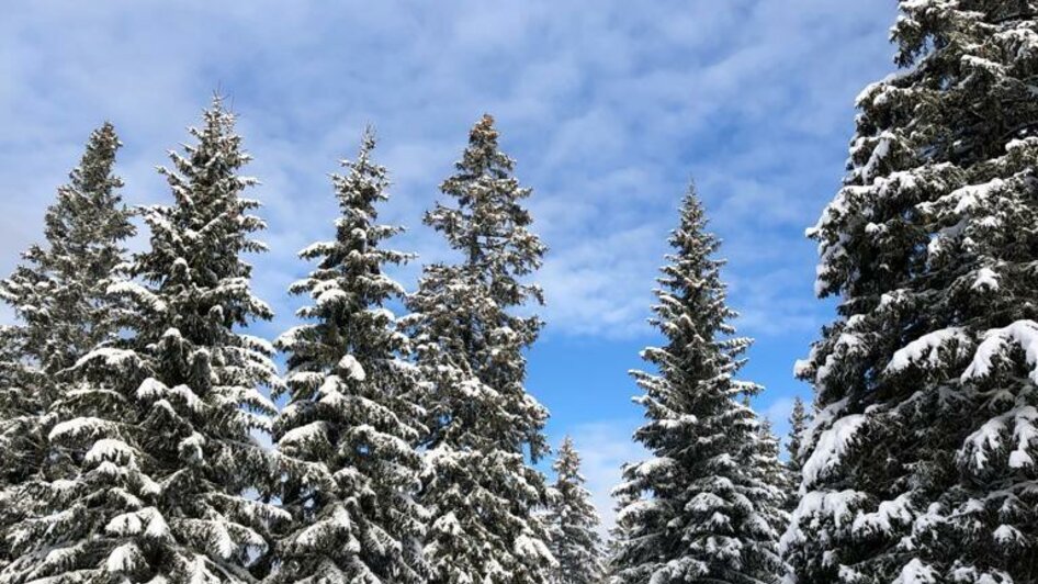 Wintertraum | TV Südtsteiermark | © TV Südsteiermark Wintertraum | © TV Südsteiermark