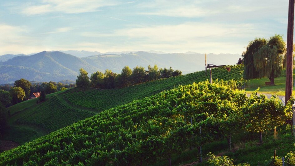 Weingut Grill Aussicht | © Peter Grill | Weingut Peter Grill