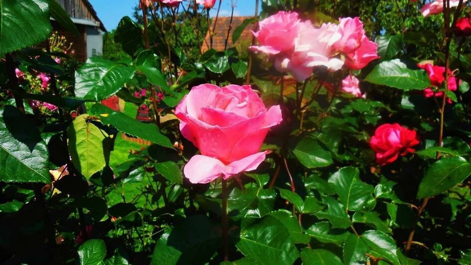 Rosen | © Renate Kummer Rosen | © Renate Kummer