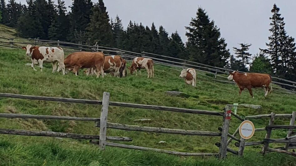 Almauftrieb Vorauer Schwaig - Impressionen #2.2
