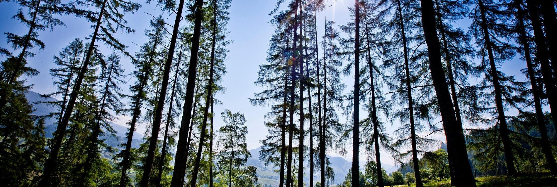 Waldbaden